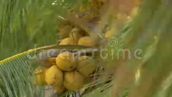 在椰子树上的一束带着巨大叶子的黄绿色椰子中观看视频的预览图