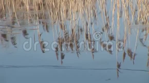 芦苇在水中倒影视频的预览图