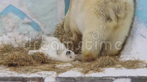 北极熊幼崽躺在母亲身边玩耍视频的预览图