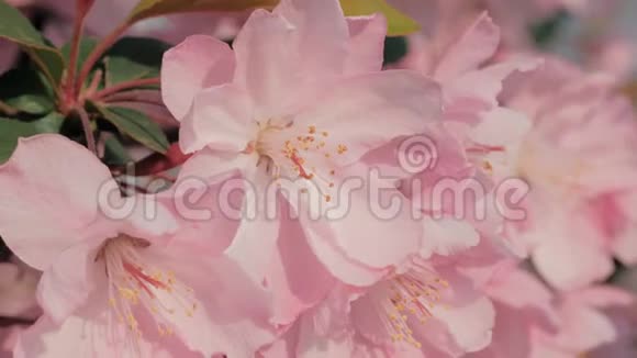 特写慢镜头的春天桃花在风中摇曳美丽的粉红色桃花视频的预览图