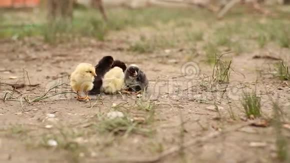 自由牧场新生鸡群视频的预览图