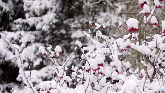 雪中冬天的瓜尔德玫瑰枝雪覆盖的大树枝一朵玫瑰瓜尔德上下了很多雪视频的预览图