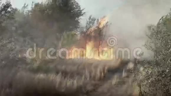 火的元素木材燃烧视频的预览图