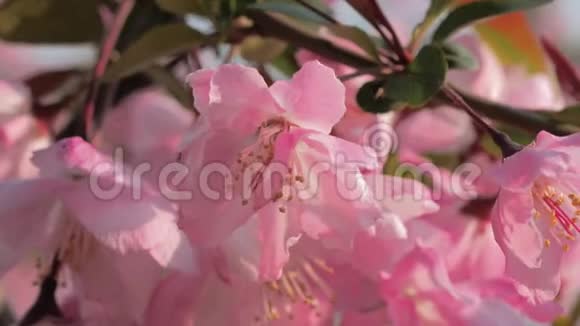特写慢镜头的春天桃花在风中摇曳美丽的粉红色桃花视频的预览图