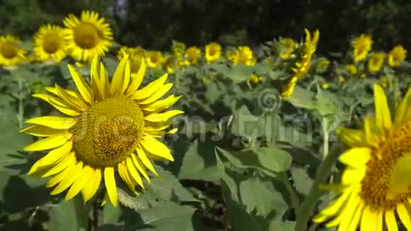 在城市附近的一个村庄路旁的田野上生长着葵花视频的预览图