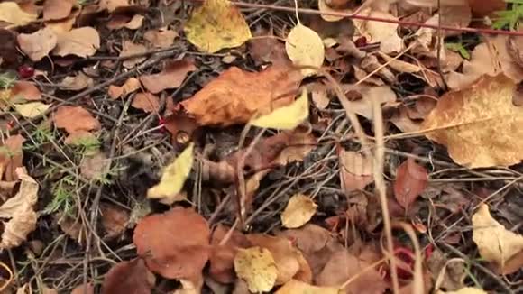 秋天落下的黄色树叶视频的预览图