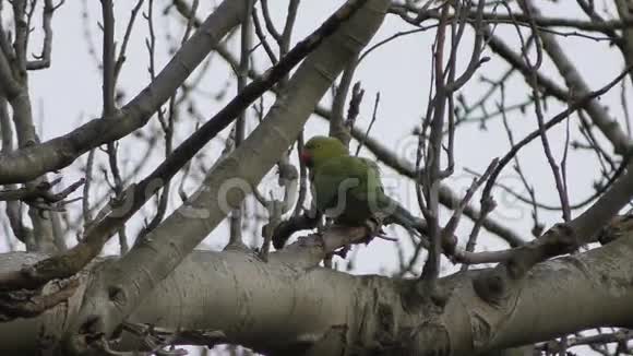 鹦鹉树枝上的鹦鹉视频的预览图