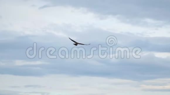 在多云的天空中飞翔的猎物视频的预览图