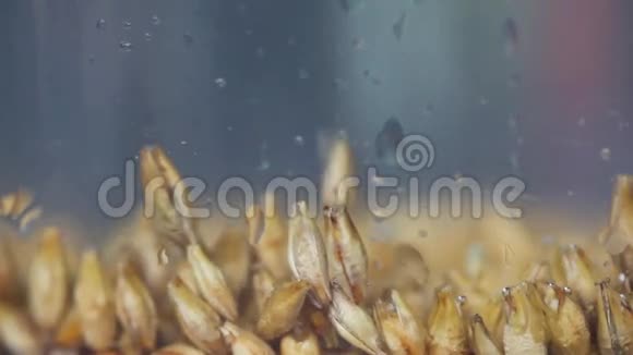 大麦谷物麦芽在水中酿造漂浮麦芽酿造水啤酒视频的预览图