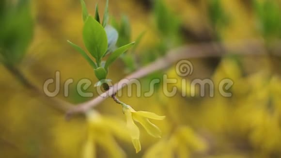 花园里树枝上一朵美丽的黄色春天的花视频的预览图