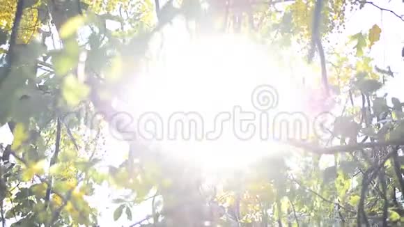 日出的光线穿过柯恩树视频的预览图