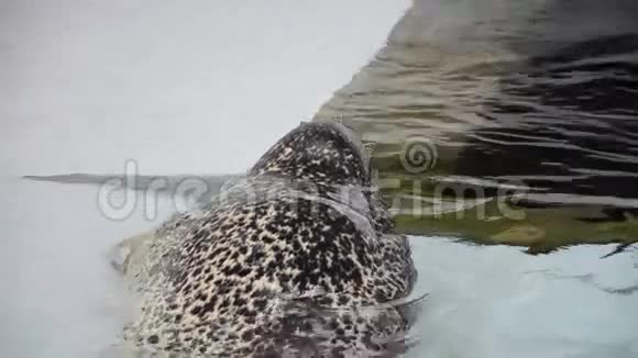 海狮潜水视频的预览图