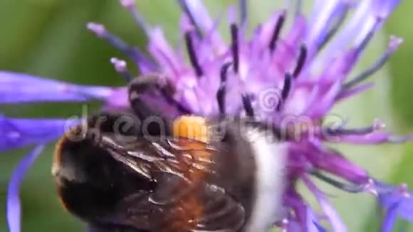 花上的大大黄蜂视频的预览图