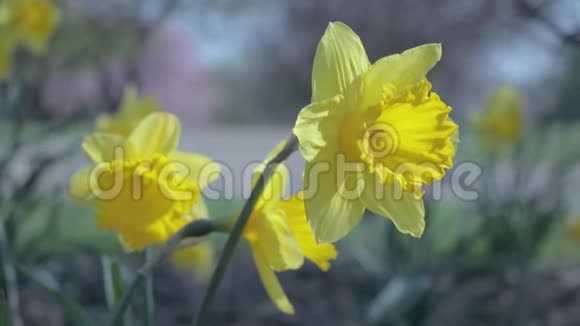 从风中飘来的水仙花在田野里在阳光明媚的日子里视频的预览图