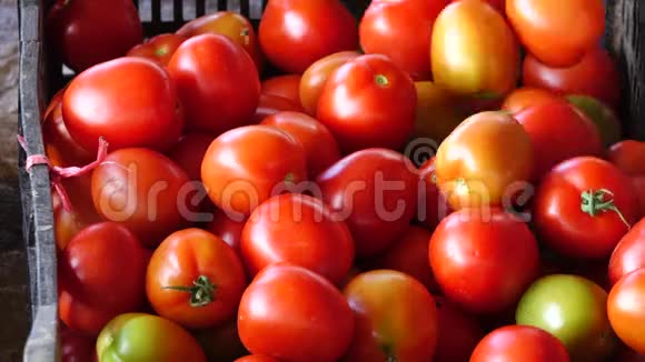 越南林省花园收获的番茄视频的预览图