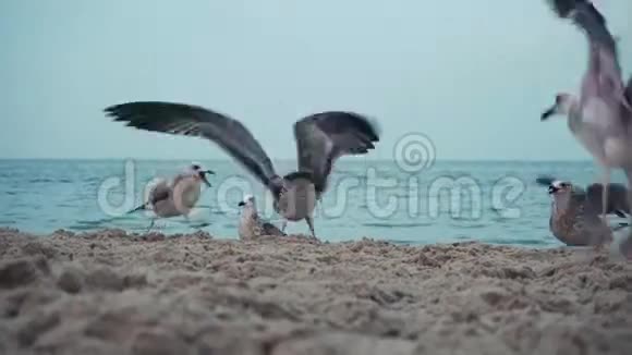 海面上有海鸥视频的预览图