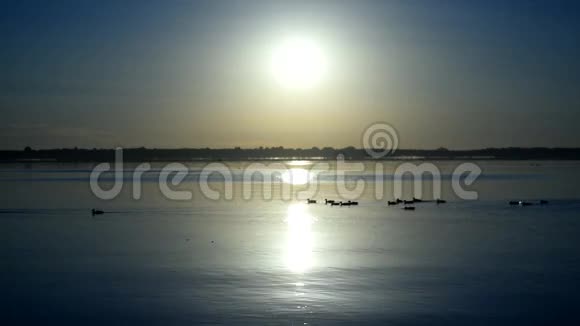 日出时一群野鸭在水面上的剪影视频的预览图