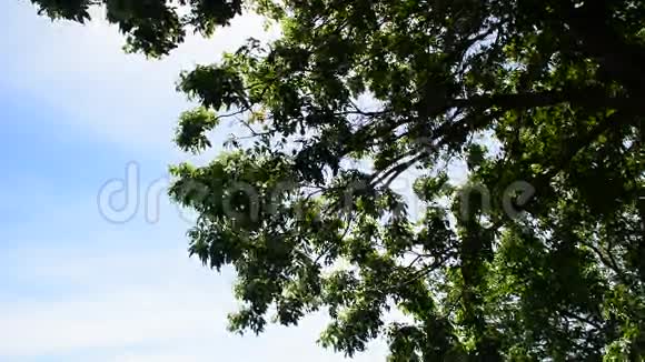 泰国普吉国家公园的大树视频的预览图