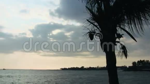 大岛夏威夷湾旁棕榈树视频的预览图