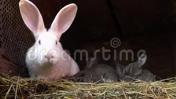 小灰兔和他们的妈妈在巢里视频的预览图
