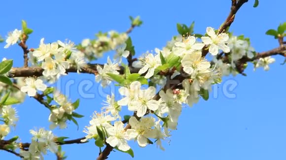 盛开的梅树枝白色花朵视频的预览图