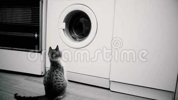 小猫看洗衣机滚筒视频的预览图
