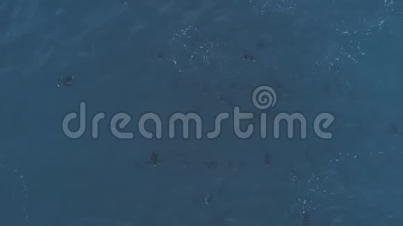 水下企鹅的空中射击南极洲视频的预览图