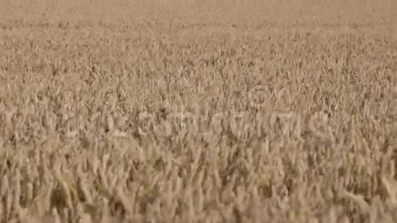 在田里追踪小麦视频的预览图