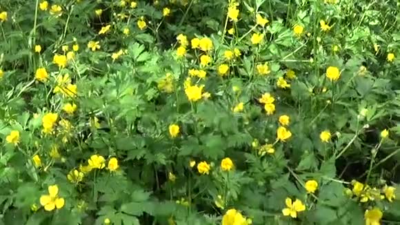 鲜艳的黄色盛开的春花鳞茎用Stealicam拍摄全景运动视频的预览图