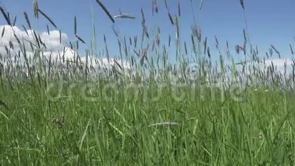大风把田野里的蒂莫西草地变成了夏日的晴天视频的预览图