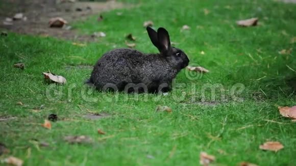 大黑兔吃草视频的预览图