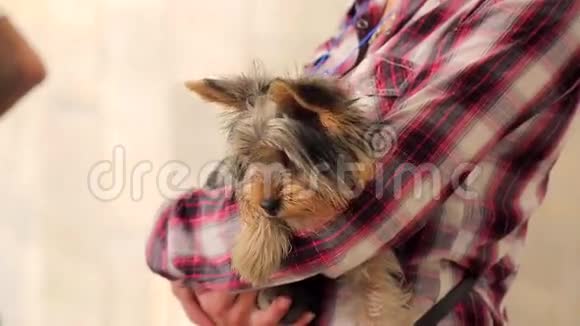 狗的快乐宠在女主人手里动物的萨巴克服装和奇瓦瓦一起去购物中心弟弟们视频的预览图