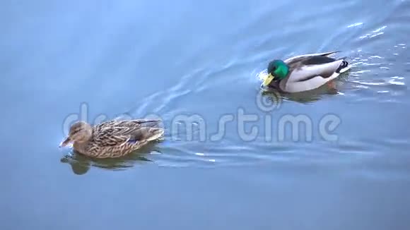 4K镜头漂浮的德雷克和鸭子与蓝色阳光天空反射水视频的预览图