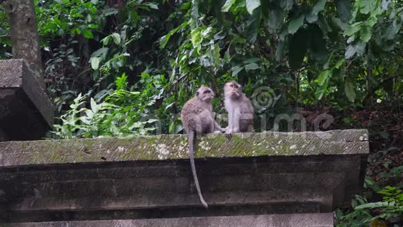 两只可爱的猴子在森林热带印度尼西亚视频的预览图