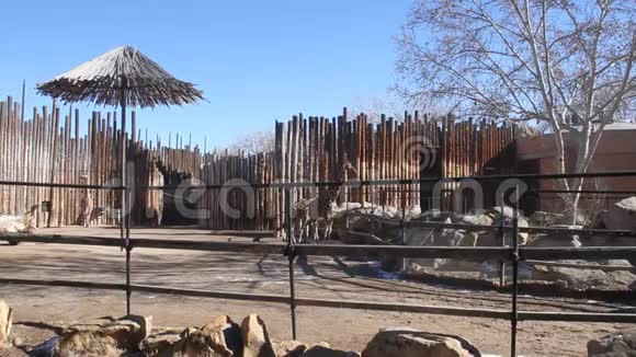 新墨西哥州阿尔伯克基动物园视频的预览图