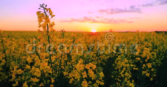太阳在日出日落时照耀着地平线上的春天开花油菜籽油籽田草甸草开花视频的预览图