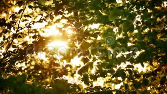 清晨的太阳从苹果树上升起视频的预览图