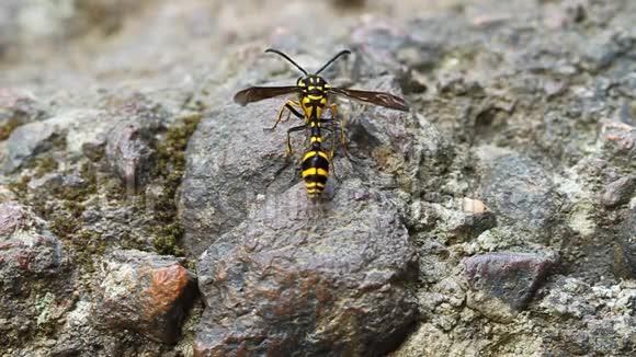 一只完美的黄蜂爬行动物栖息在石头上视频的预览图