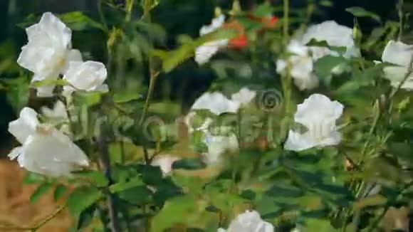 阳光明媚的日子里带着白玫瑰的静物视频的预览图