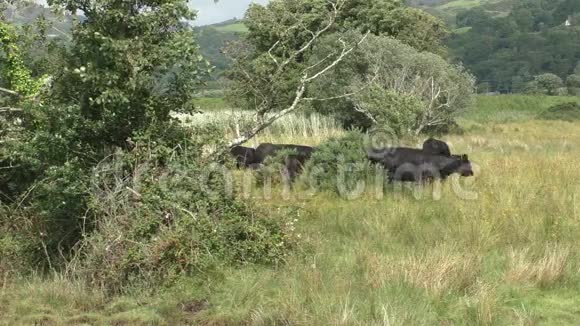 牛群穿过草地视频的预览图