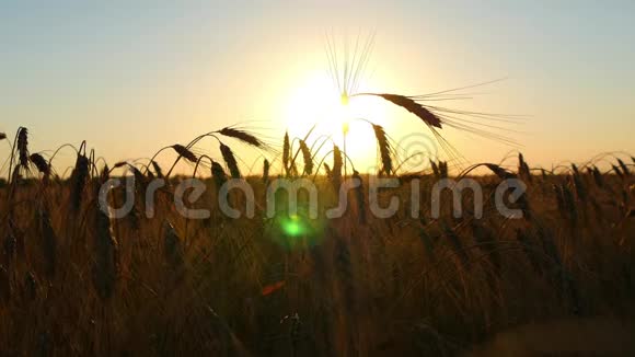 日落背景下的田野里的小麦栽培和收获金黄的麦田摇曳自然的视频的预览图