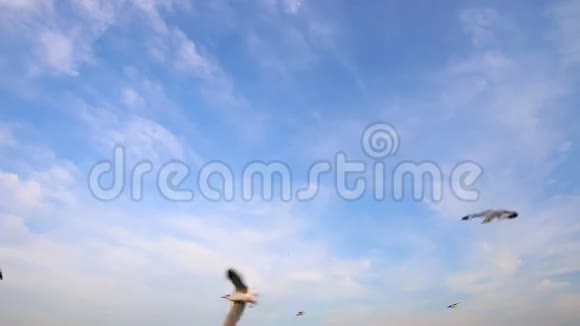 一群海鸥飞射视频的预览图