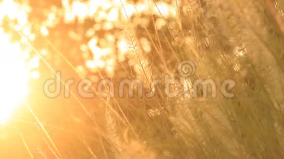金色阳光的白色喷泉草视频的预览图