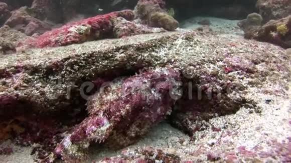 加拉帕戈斯海底的鱼石视频的预览图