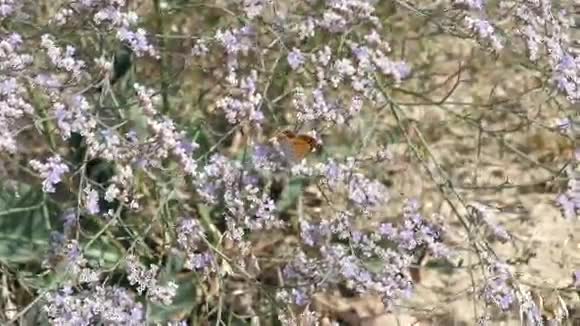 荆棘上的蝴蝶开着美丽的紫色花朵视频的预览图