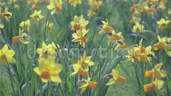 从风中飘来的水仙花在田野里在阳光明媚的日子里视频的预览图