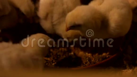 孵化场里的小鸡视频的预览图