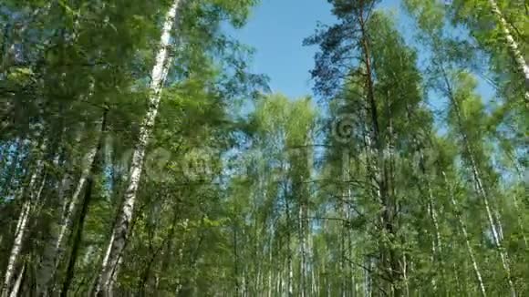 美丽的桦树树干视频的预览图