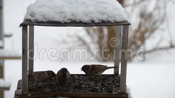 鸟类麻雀在冬天用喂食器啄食种子视频的预览图