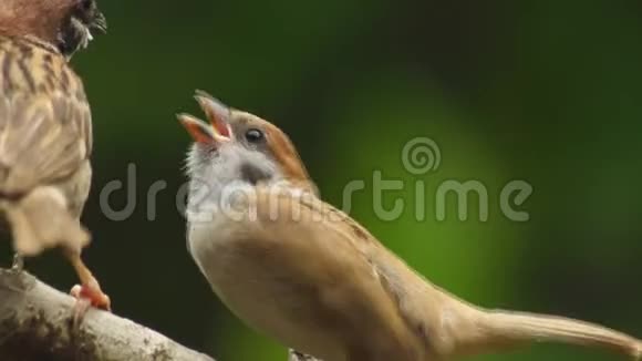 菲律宾玛雅鸟欧亚大树麻雀或帕斯莫奈栖息在树枝嘴互相喂养视频的预览图